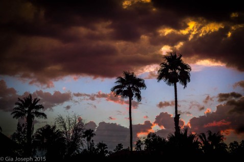 Palm Tree Sunset Gia Joseph Giasuniverse